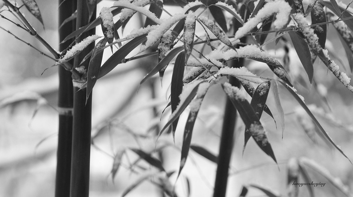 DSC_0802.jpg