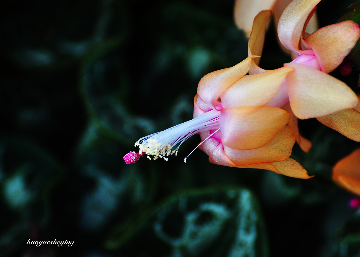 DSC_0739.jpg