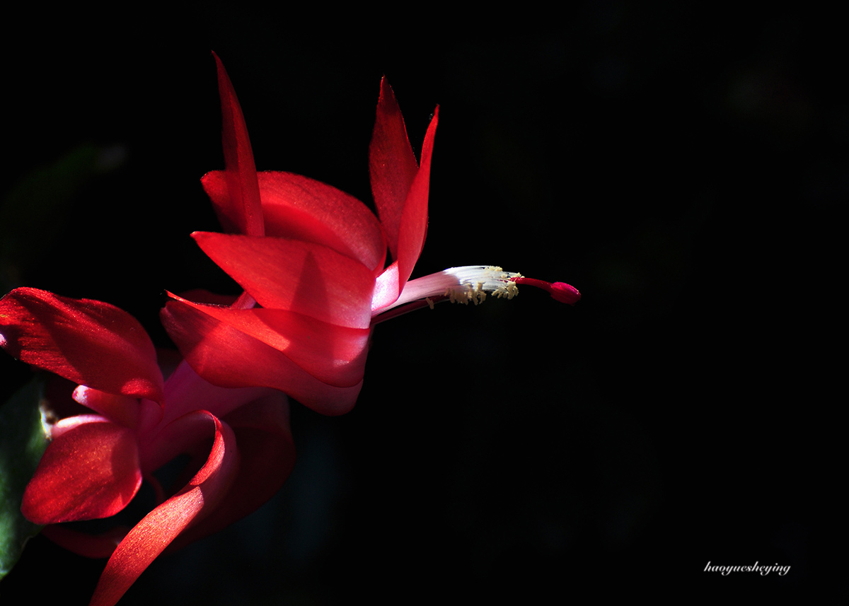 DSC_0655.jpg