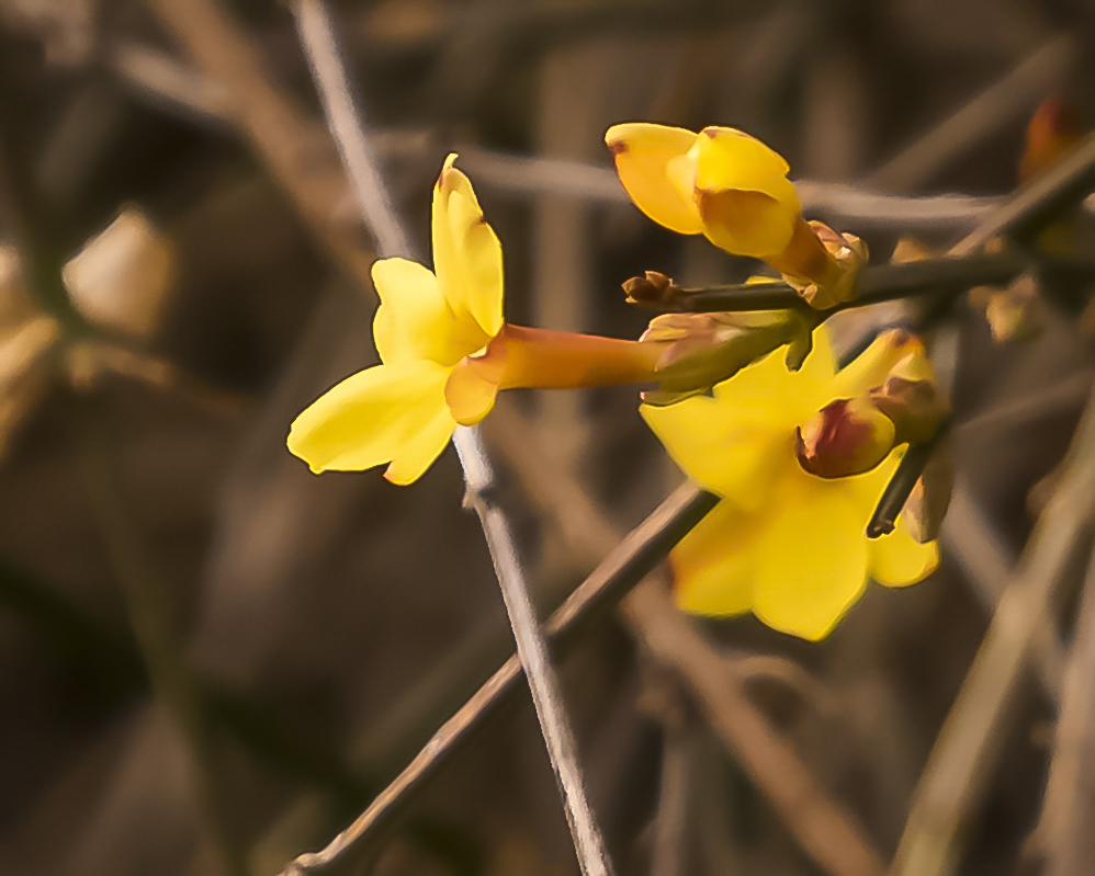 _DSC0809.jpg