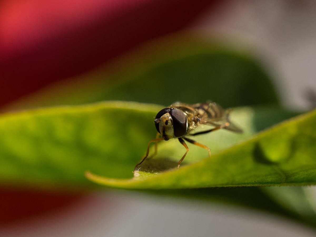 DSC_1958_.jpg