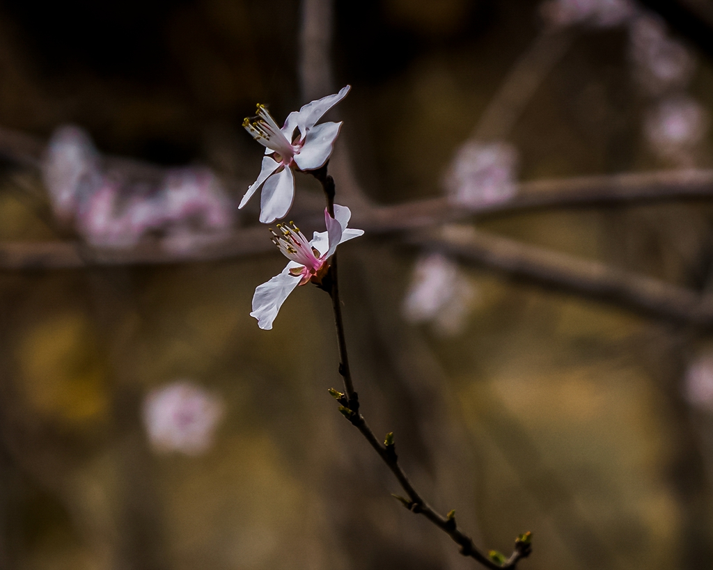 _DSC1613_.jpg