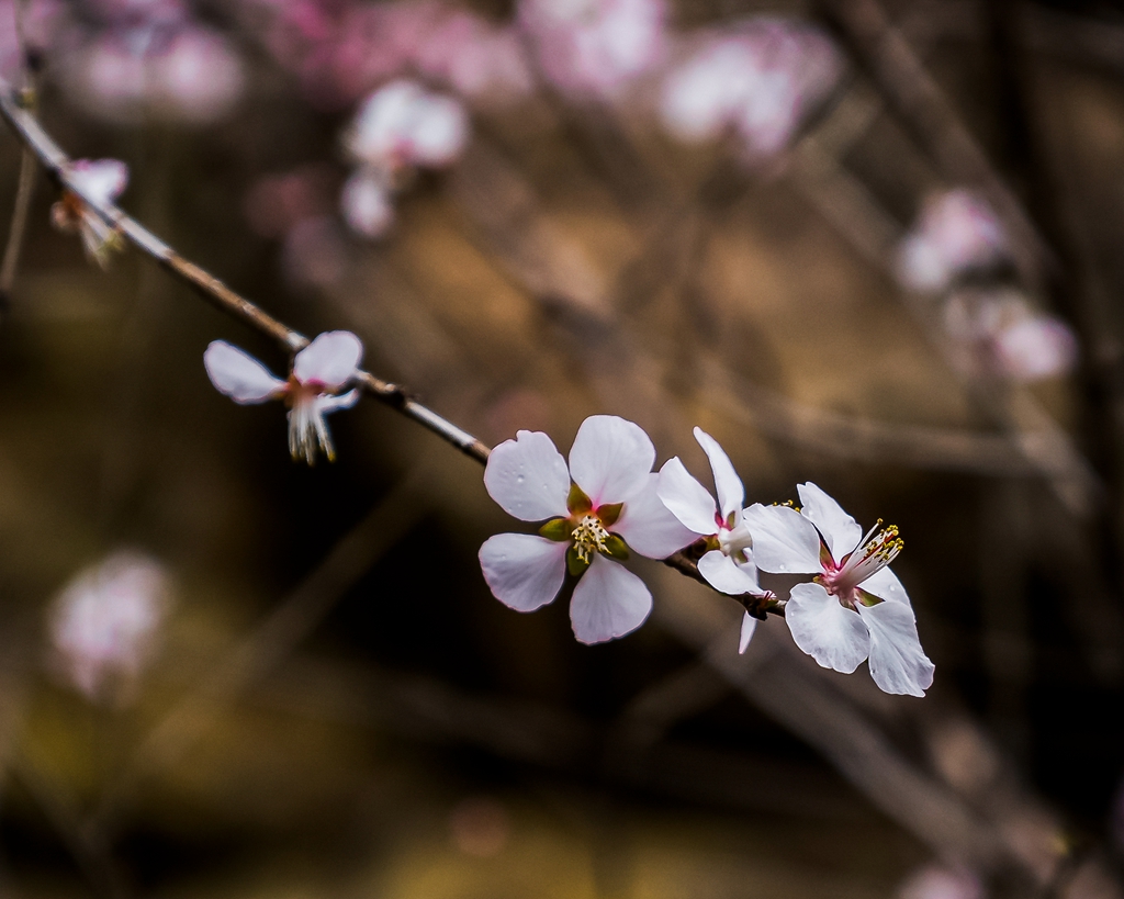 _DSC1611_.jpg