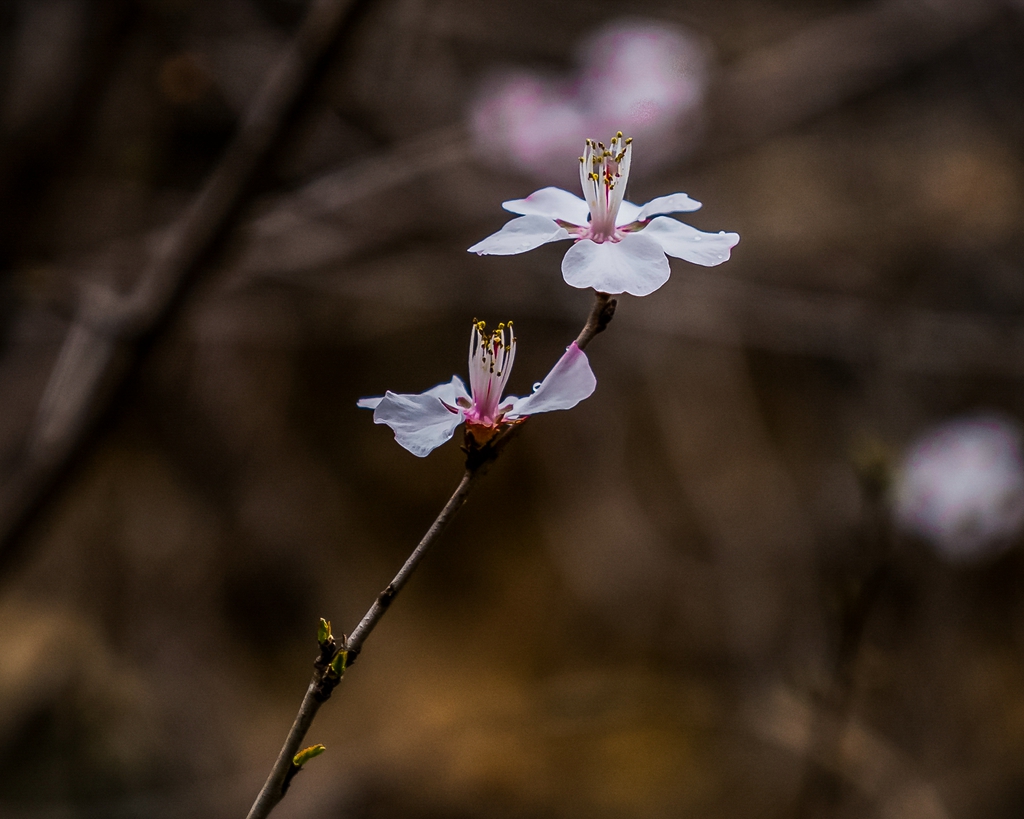 _DSC1603_.jpg