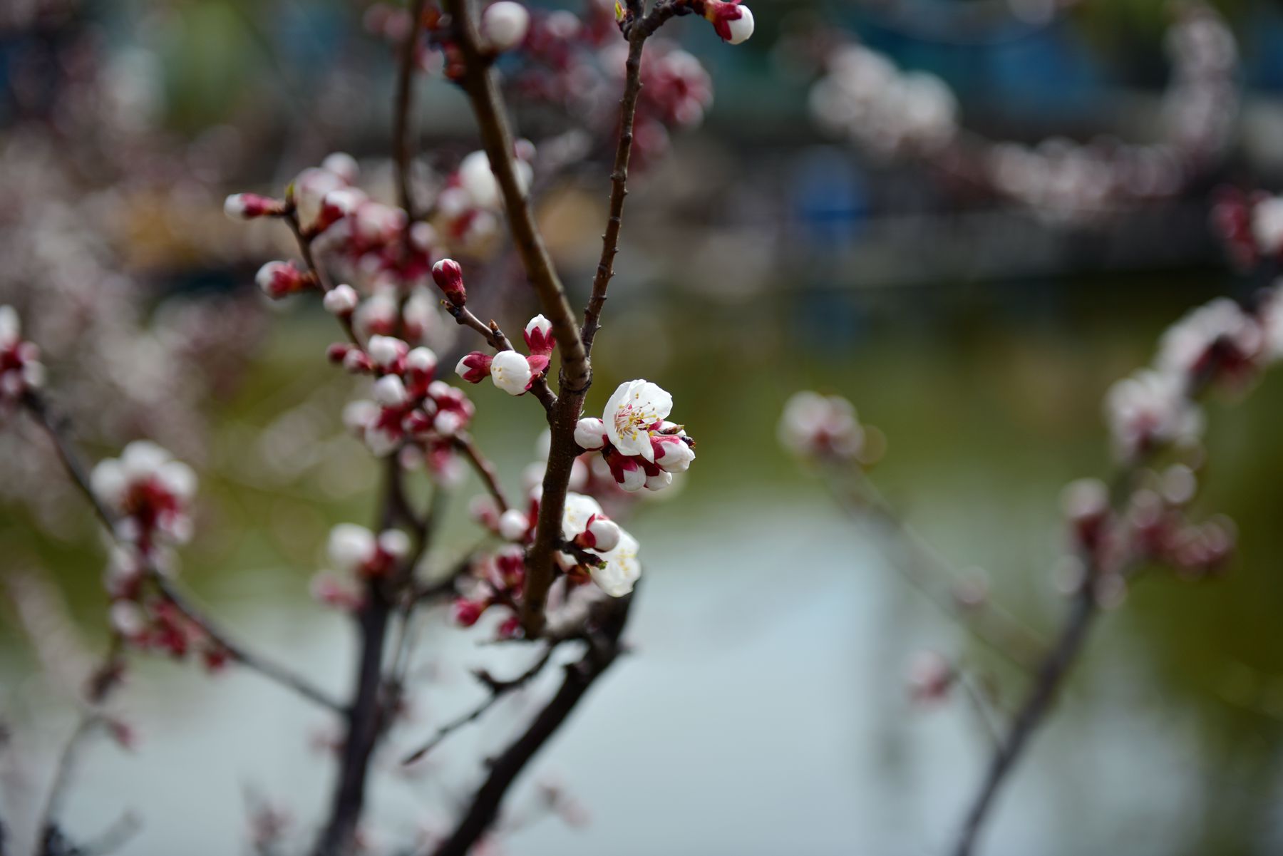 DSC_1519_.jpg