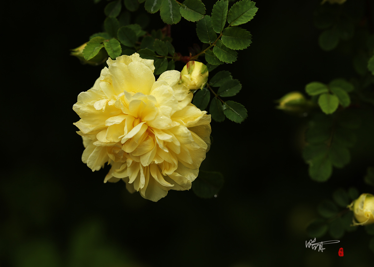 161A5929.jpg