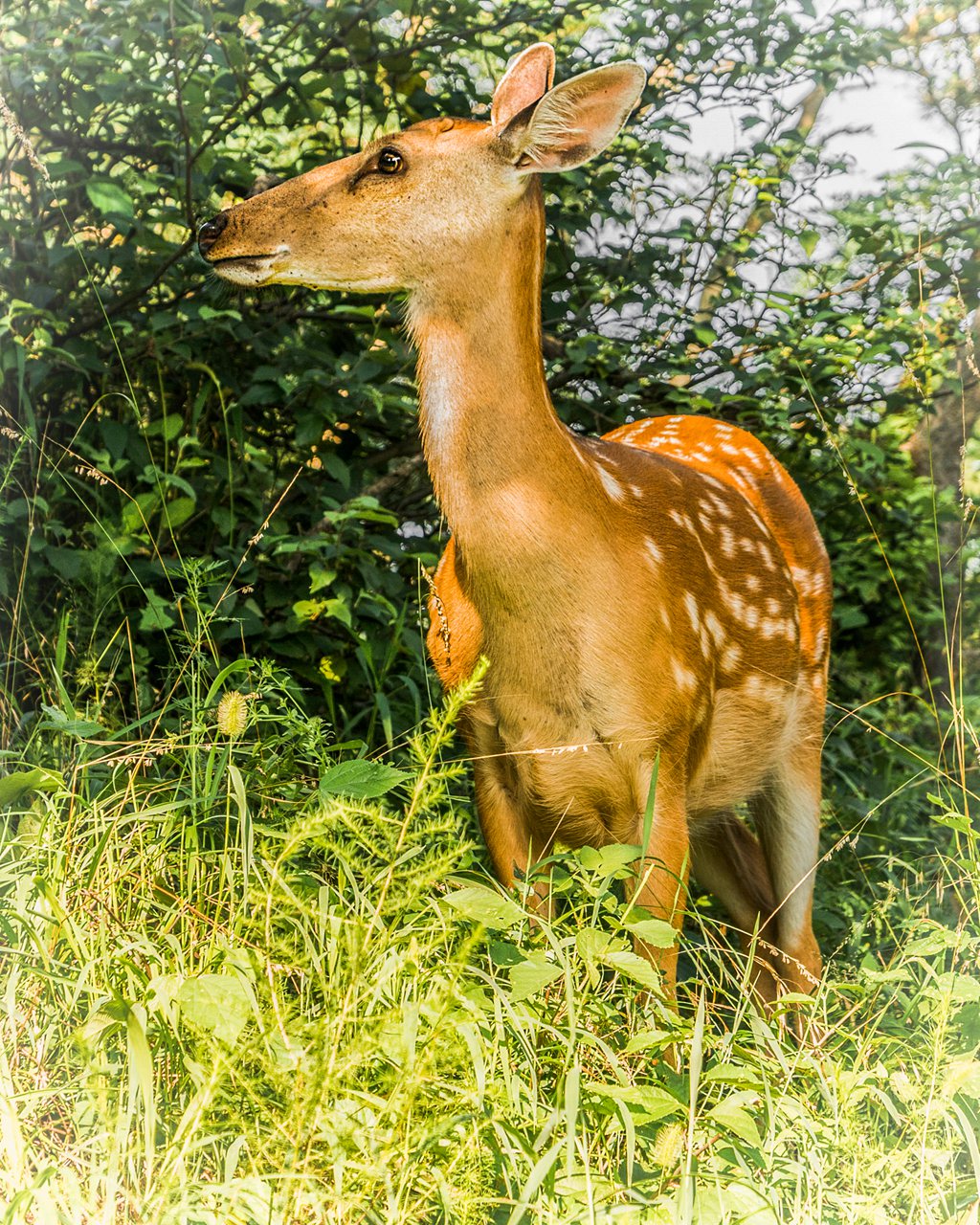 _DSC1846_.jpg