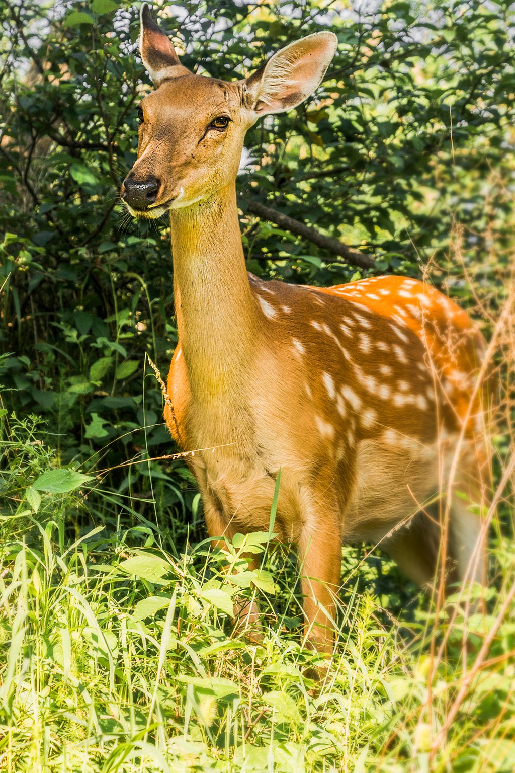 _DSC1849_.jpg