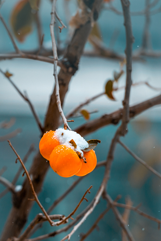 _DSC8818a.jpg