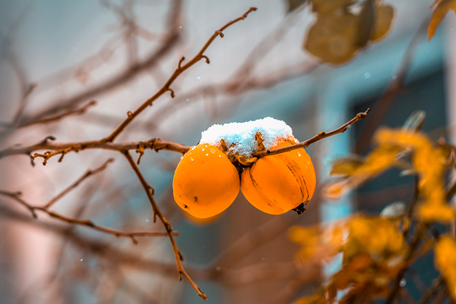 _DSC8820a.jpg