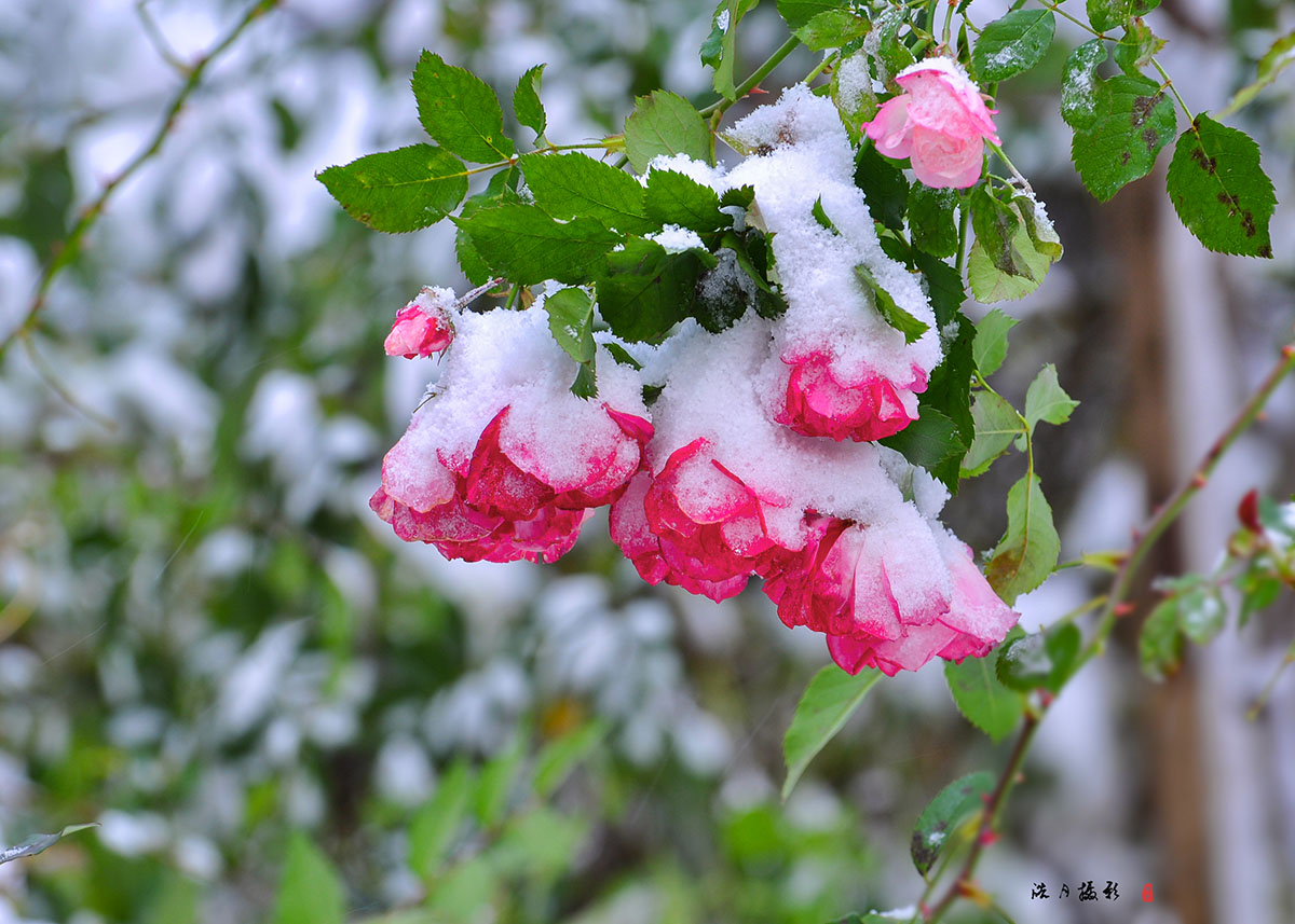 DSC_0789.jpg