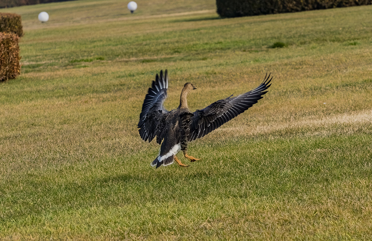 _DSC3746.jpg