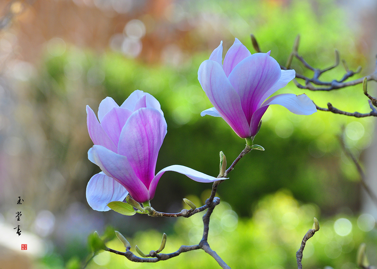 DSC_0378.JPG