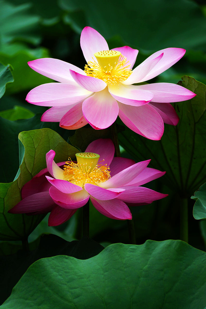 DSC01731-89.jpg