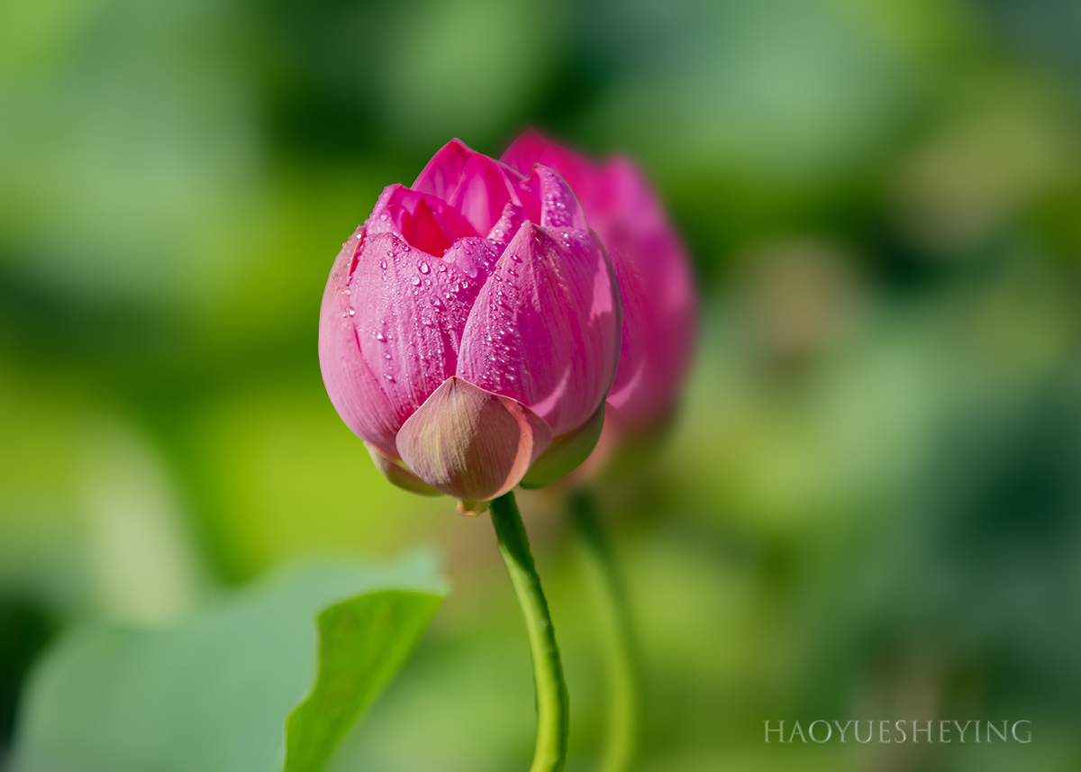 161A3710b.jpg