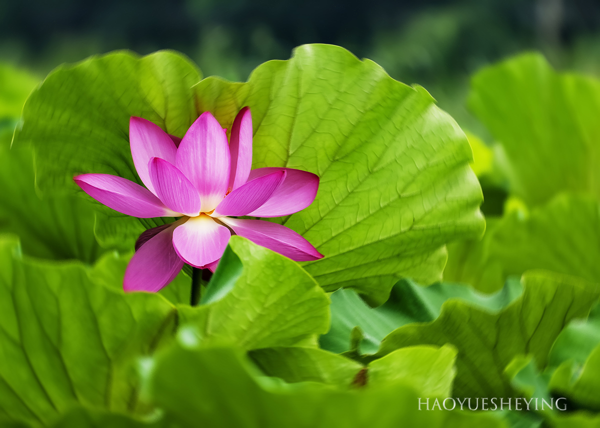 DSC_0276a.jpg