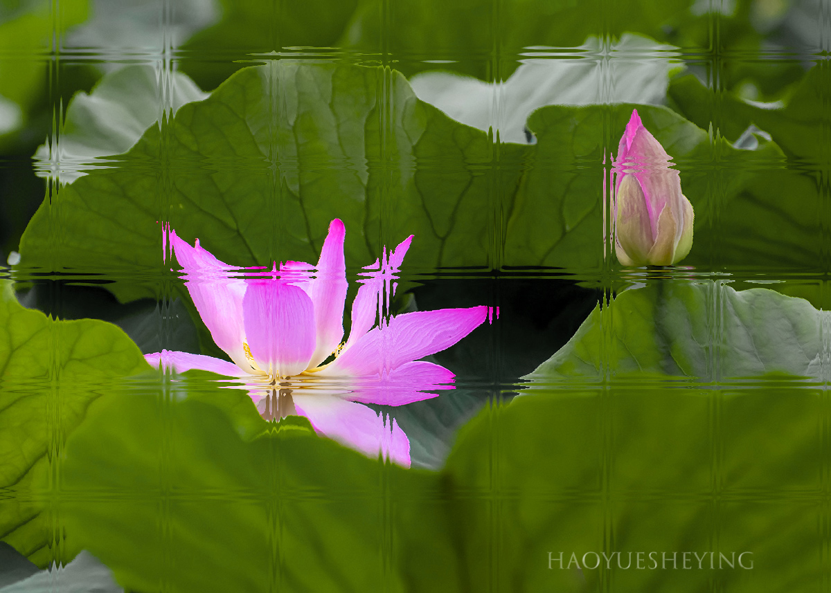 DSC_0385ab.jpg
