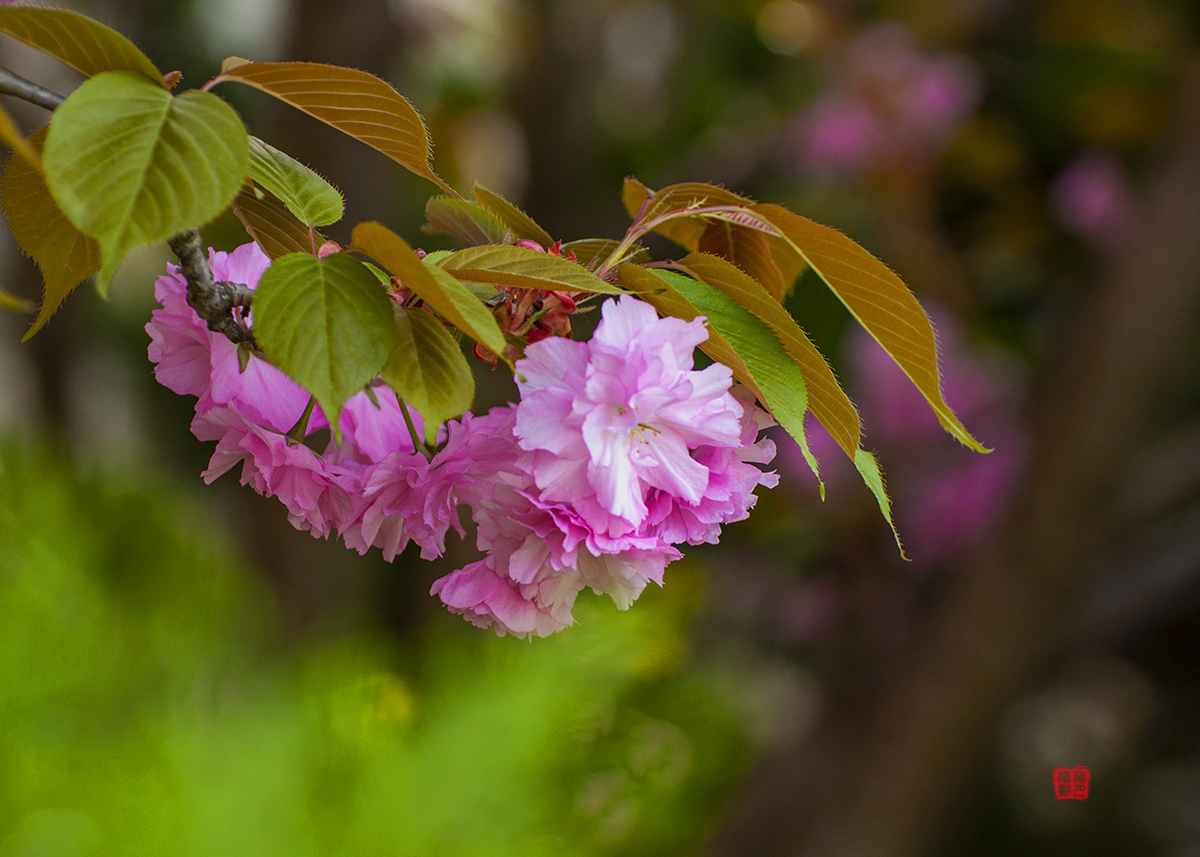 DSC_0731.jpg