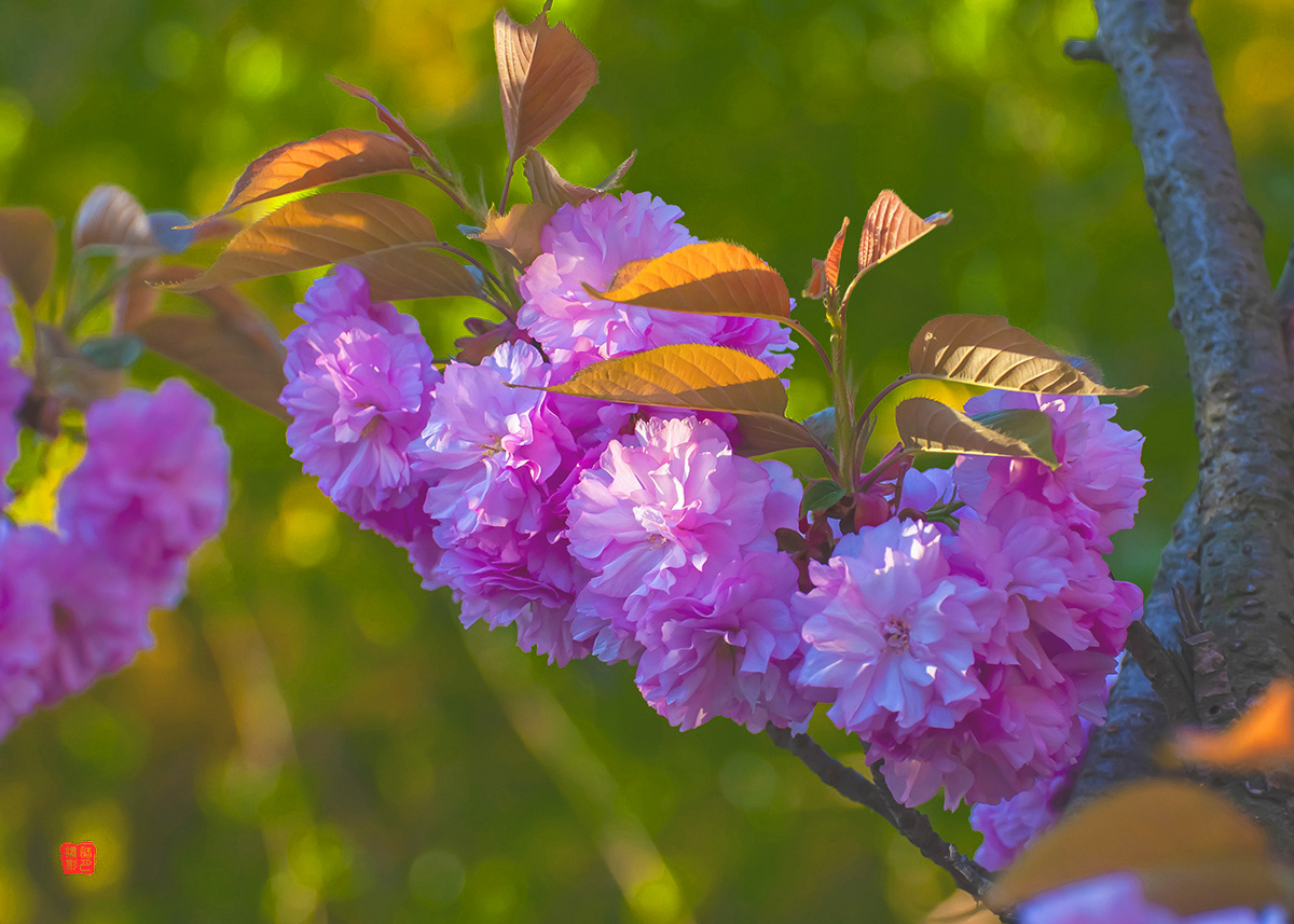 DSC_0548a.jpg