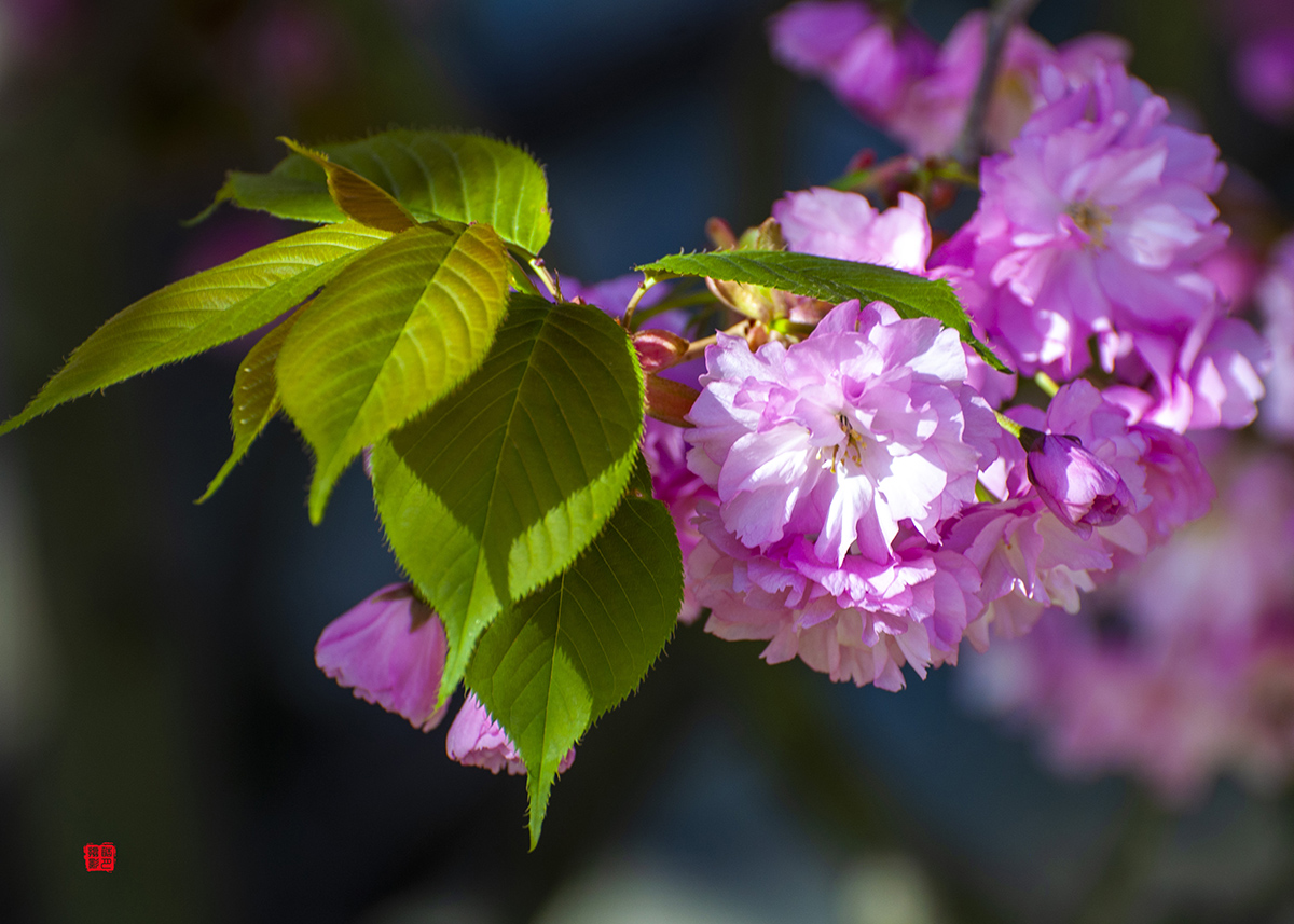 DSC_0626.jpg