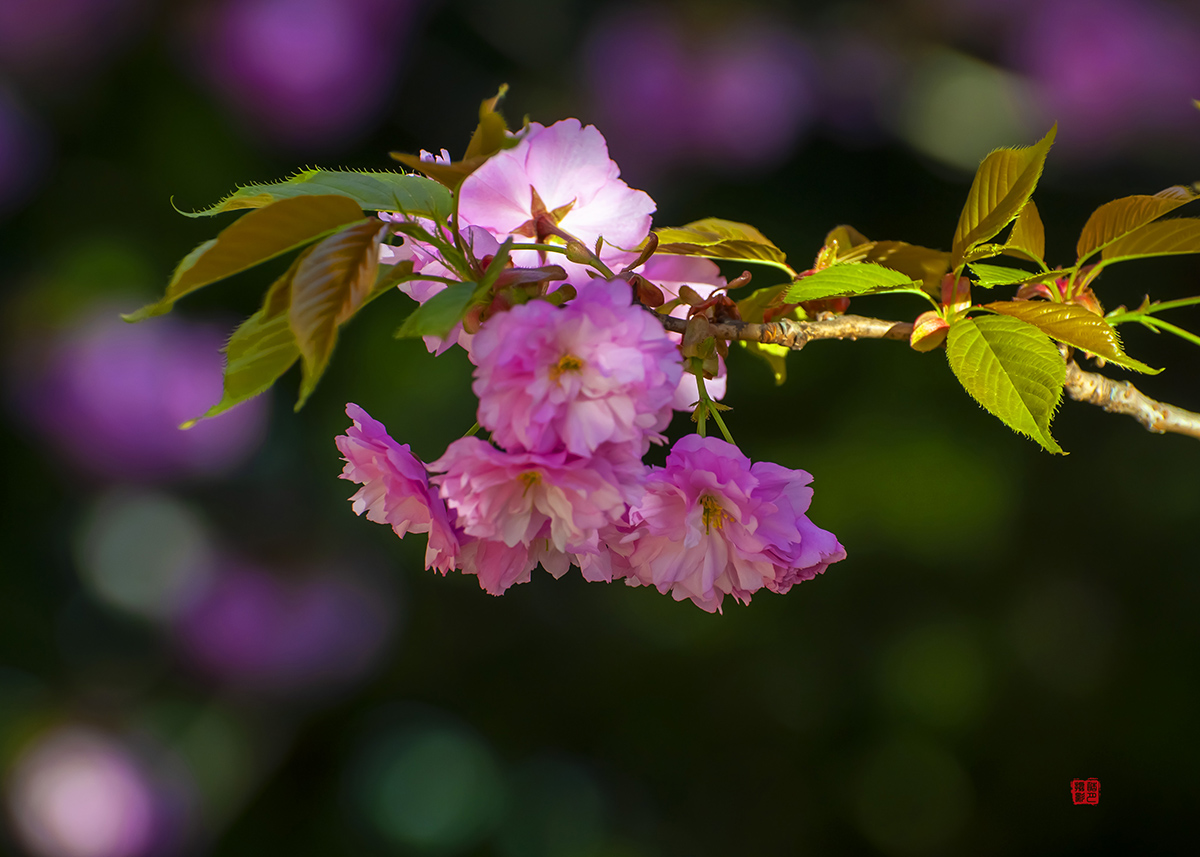 DSC_0572.jpg
