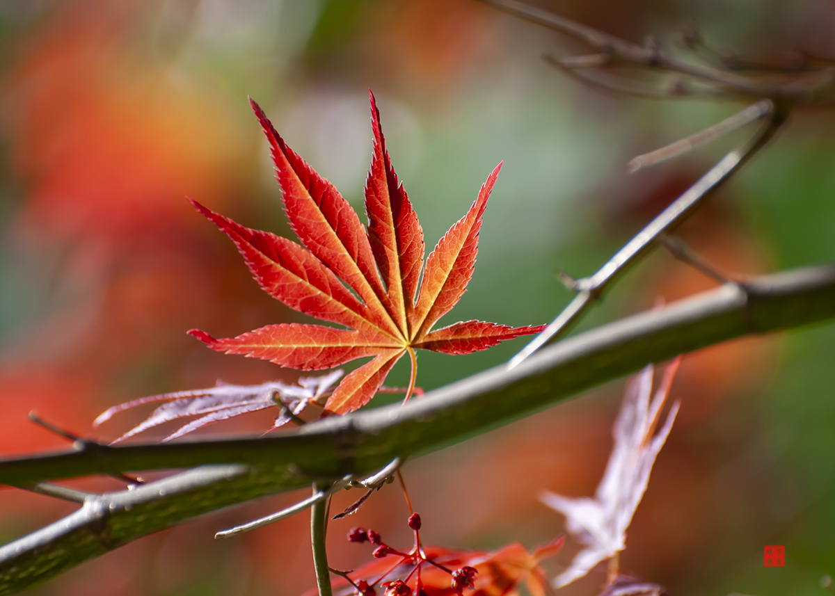 DSC_0953.jpg
