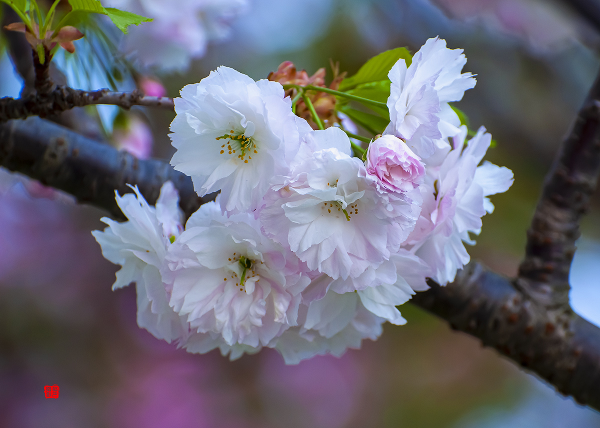 DSC_0747a.jpg