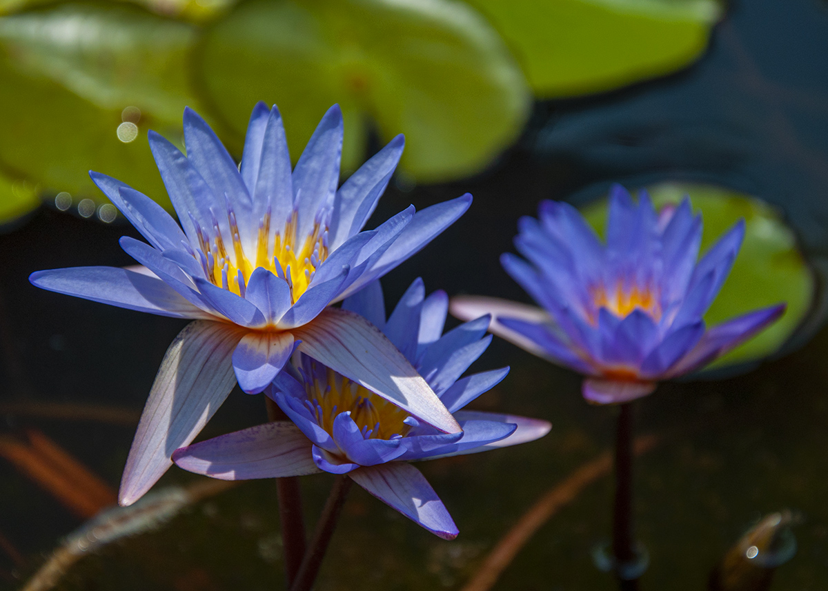 DSC_0119.jpg