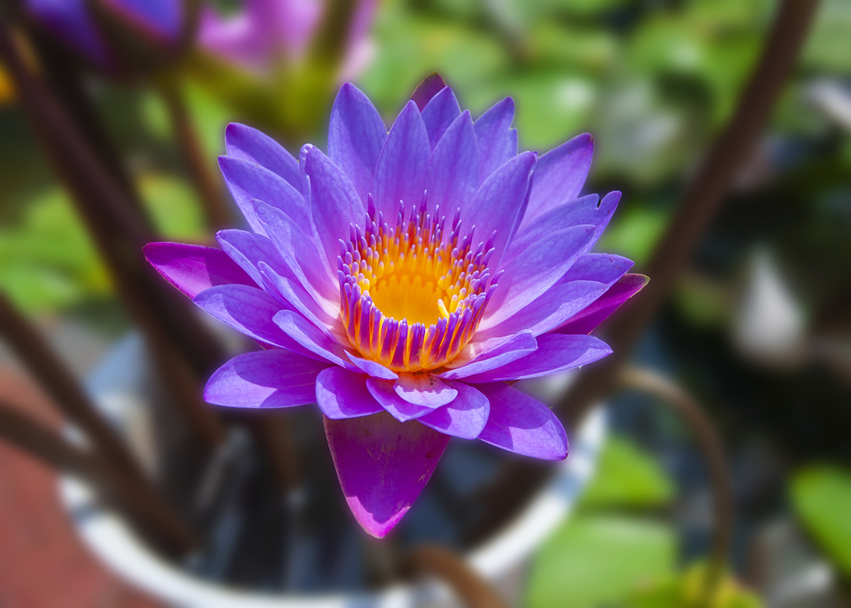DSC_0115.jpg