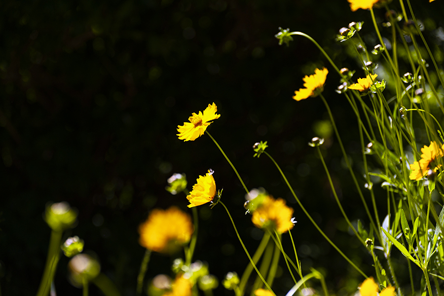 DSC_1740.jpg