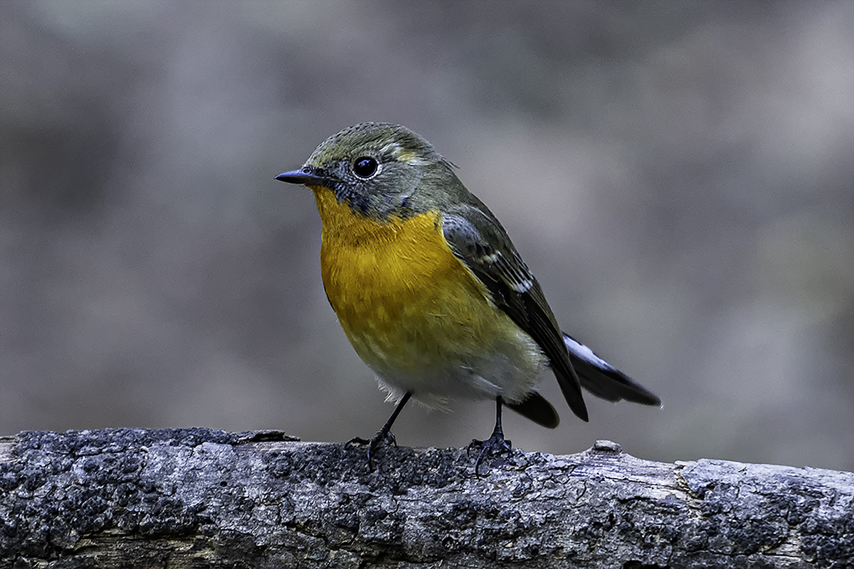 DSC_3902 .jpg