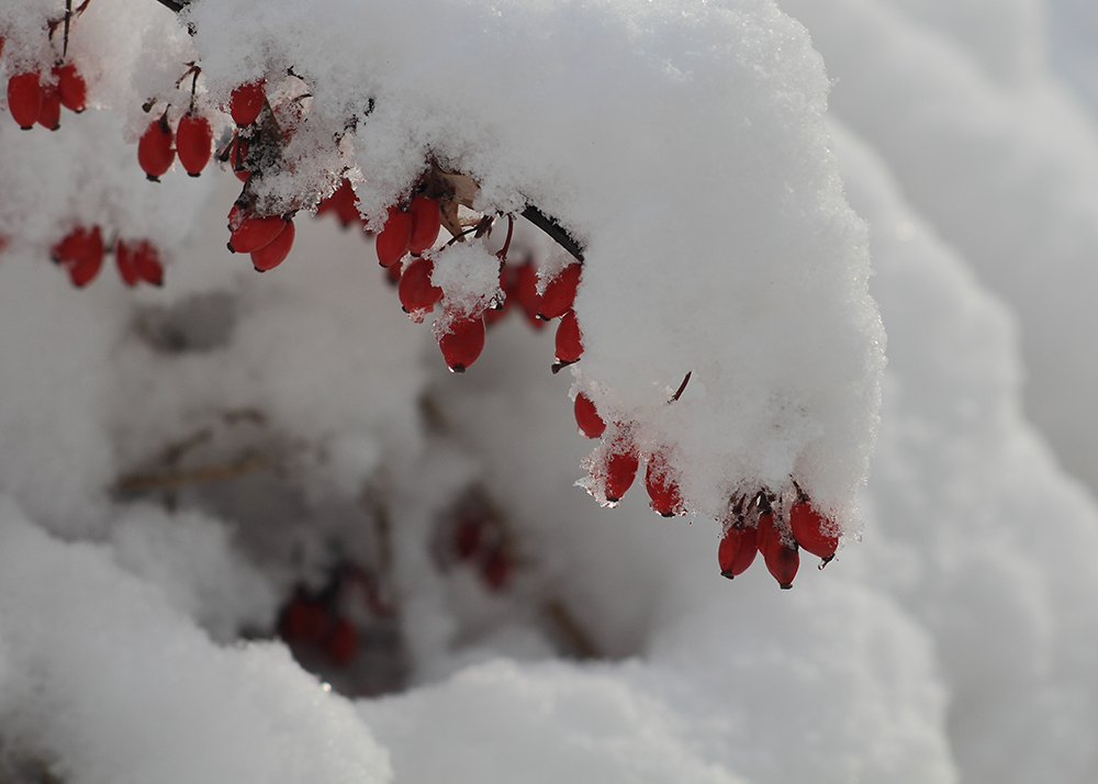 _MG_3933-001.jpg