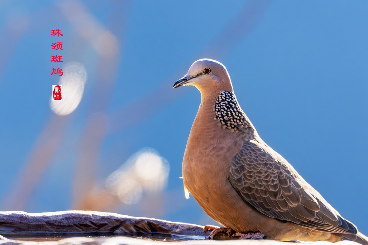 DSC005173-����ǿ-NR ���� 2.jpg