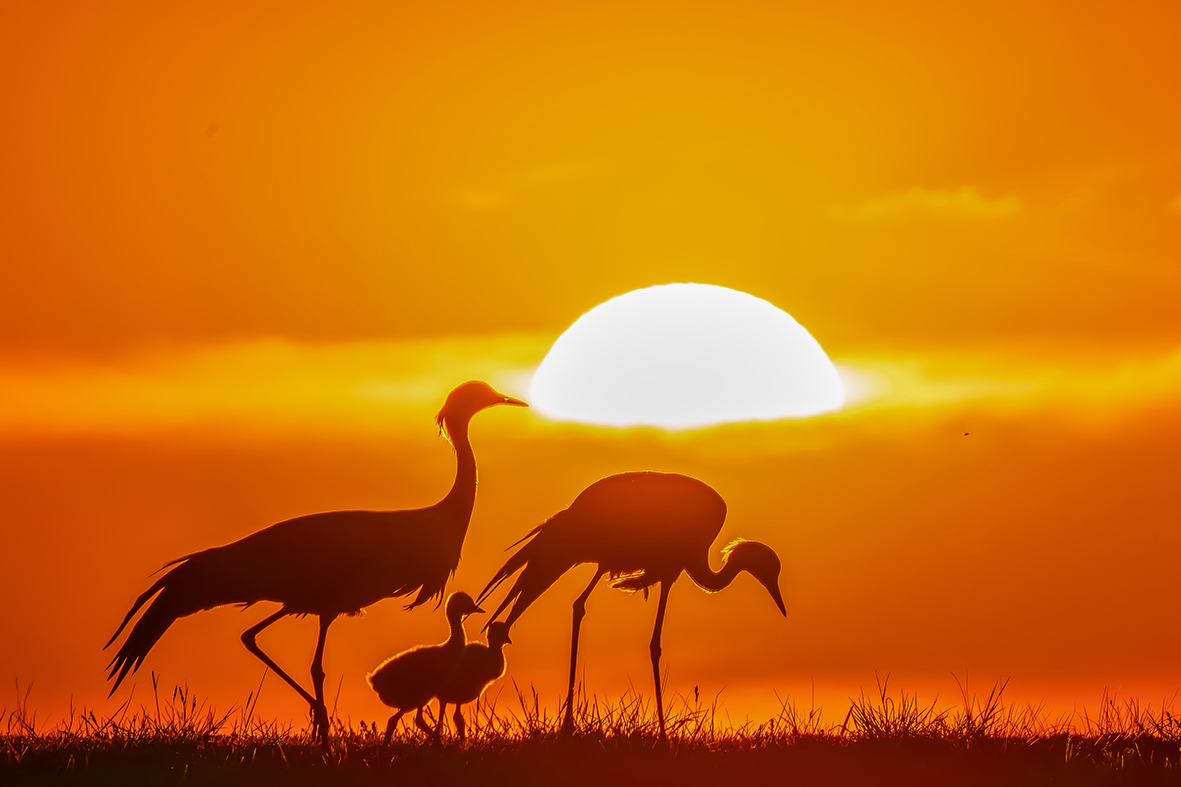 DSC004230-ǿ-NR .jpg