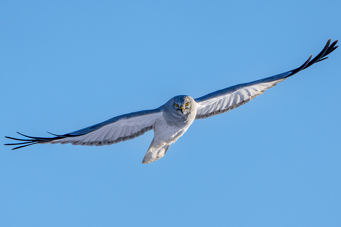 DSC007695-ǿ-NR .jpg