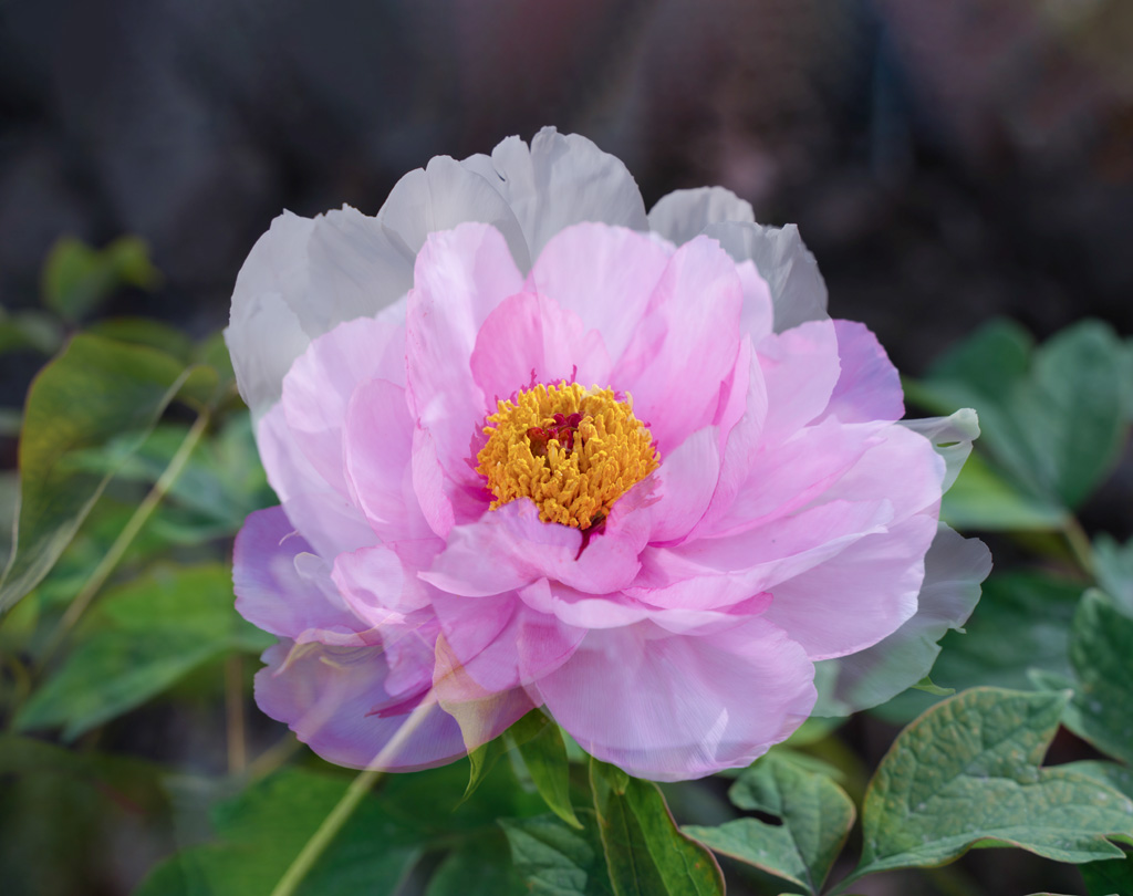DSC09962-2 .jpg