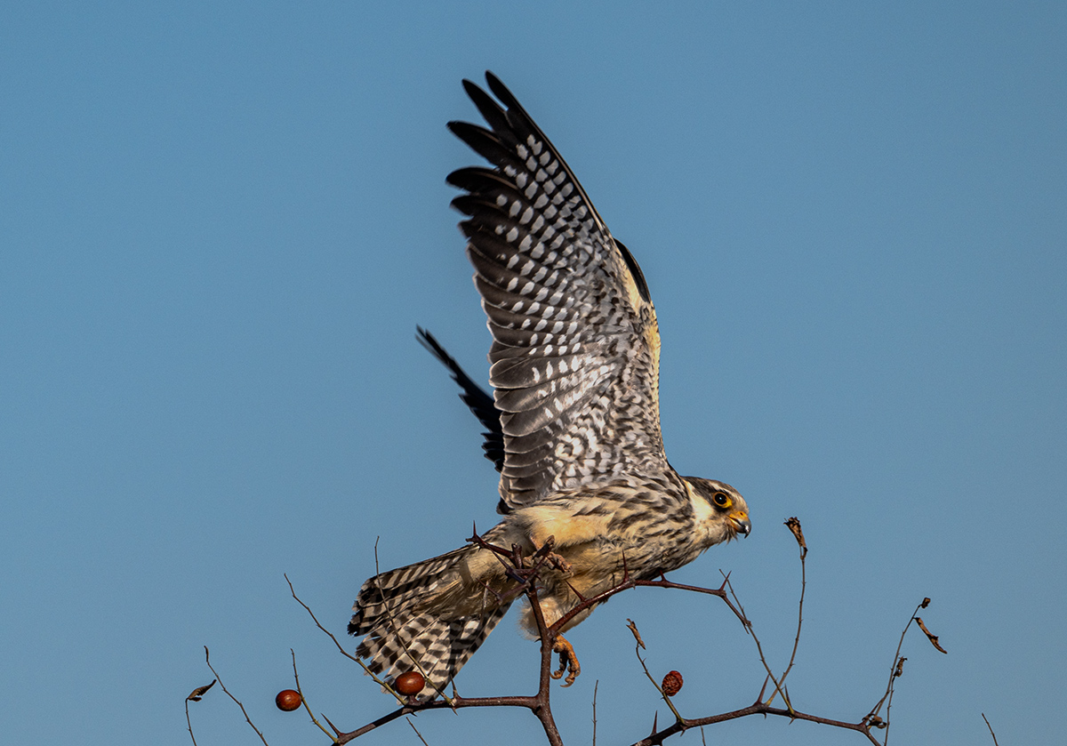 _DSC9038 ����.jpg