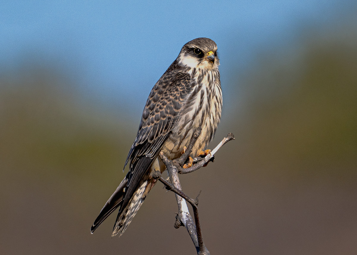 _DSC9028 ����.jpg