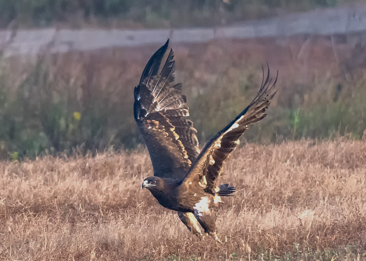 _DSC1868 ����.jpg