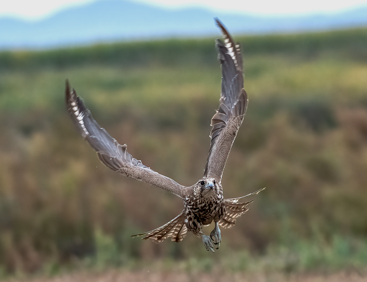 _DSC0947 ����.jpg