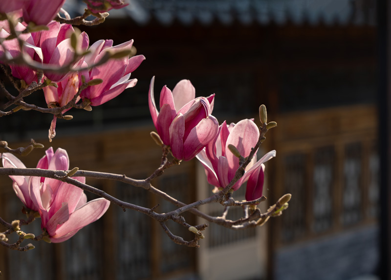 DSC08583 ����.jpg