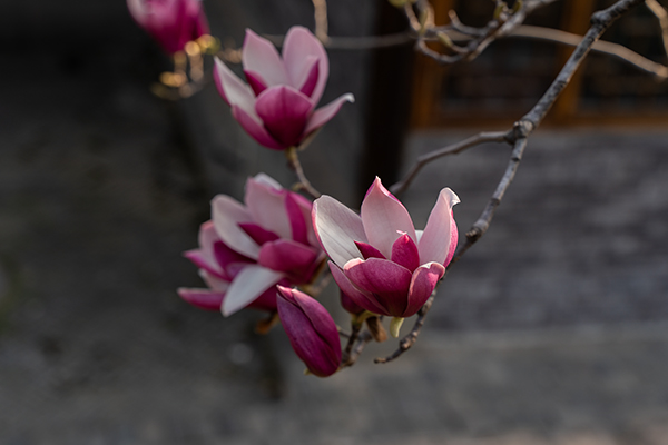 DSC08590 ����0.jpg