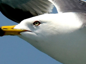 Ÿ