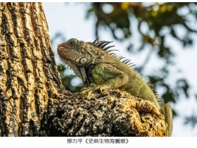 AIP���޹�����Ӱ����2025��ȴ�����Ȼ��